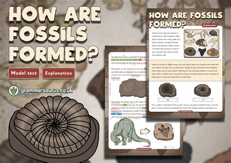 how fossils are formed interactive website|images of fossils.